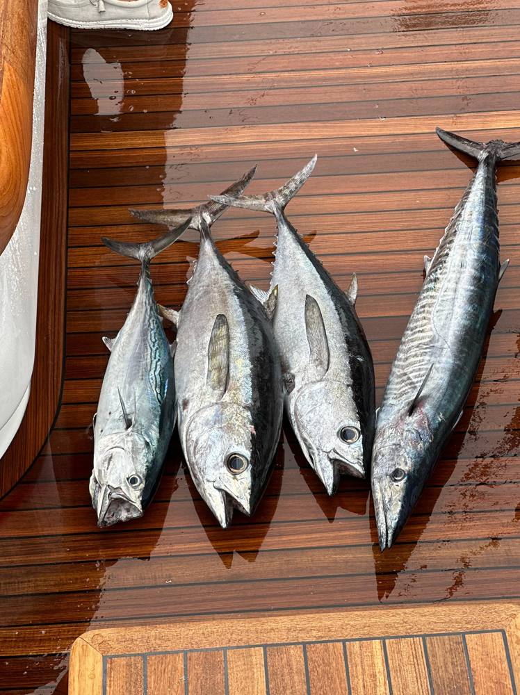 Tuna and kingfish on the deck